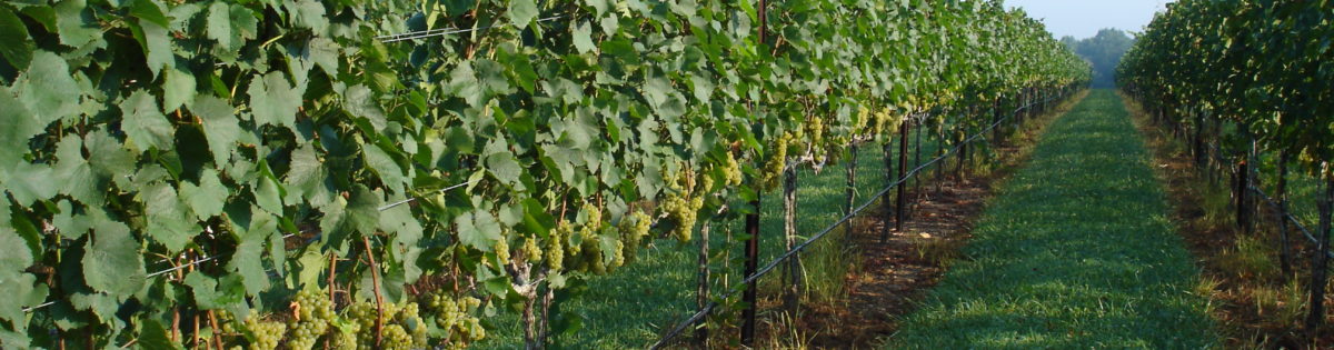 Rigby Viniculture